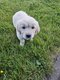 Chiots golden retriever avec pedigré
