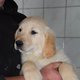 Chiots golden retriever avec pedigré