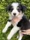 Chiots border Collie à réserver