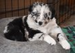 Chiots bergers australiens LOSH