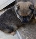 Croiser Carlin, Loulou de Poméranie à vendre