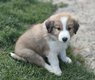 Magnifique chiots border collie