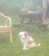 Magnifique chiots border collie