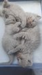 British shorthair et longhair avec pedigrée