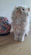British shorthair et longhair avec pedigrée