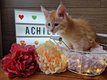 Chaton Maine coon à vendre