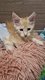 Chaton Maine coon à vendre