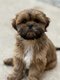 Lhasa apso chiots