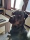 Rottweiler a donné