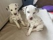 Dalmatiens