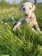 Dalmatiens