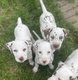 Dalmatiens