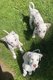 Dalmatiens