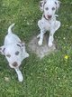 Dalmatiens