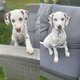 Dalmatiens
