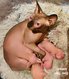 Chatons Sphynx