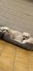 Couple de Bichons Maltais