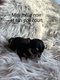 Magnifiques chiots chihuahuas