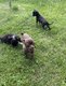 Magnifiques chiots chihuahuas