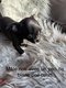 Magnifiques chiots chihuahuas