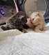 Chatons British shorthair et longhair