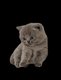 Chatons British shorthair et longhair