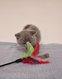 Chatons British shorthair et longhair