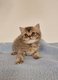 Chatons British shorthair et longhair