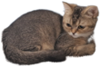 Chatons British disponibles de suite