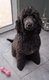 Chiot Grand caniche royal