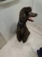 Chiot Grand caniche royal