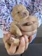 Spitz nain pomeranian