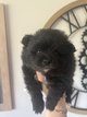 Spitz nain pomeranian