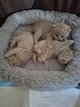 5 chatons British shorthair