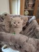 Chatons British shorthair