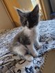 Maine coon disponibles