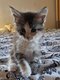 Maine coon disponibles