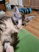 Maine coon disponibles