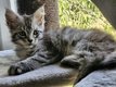 Maine coon disponibles