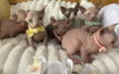 Chatons Sphynx