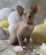 Chatons Sphynx