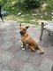 Jambo, chien de 5 ans à donner