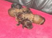 Teckel chiot poils long