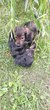 Teckel chiot poils long dispo ce 16/7