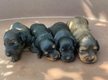 Teckel chiot poils long