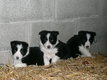 Chiot BorderCollie