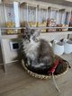 Mâle maine coon magnifique disponible de suite