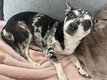 Chihuahua à donner