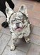 Bouledogue français Fluffy