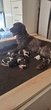 Chiots petit epagneul musterlander